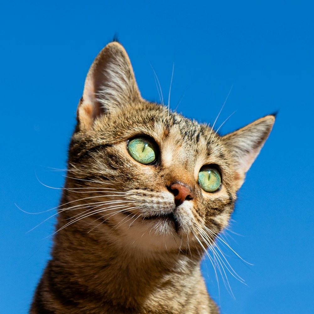 Cat relaxing at home