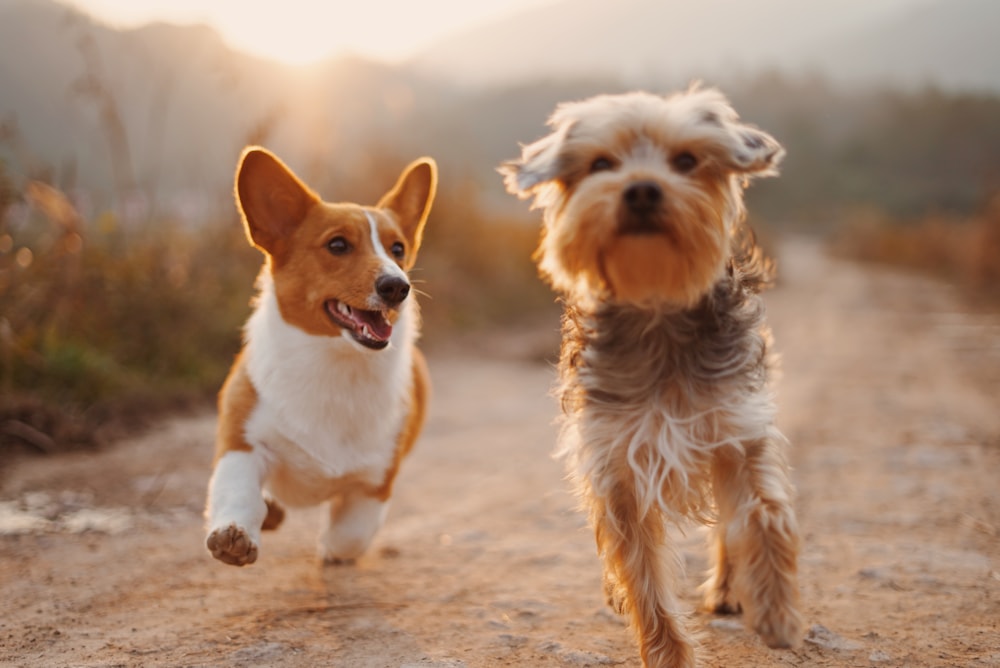 A happy dog relaxing at home with a pet parent
